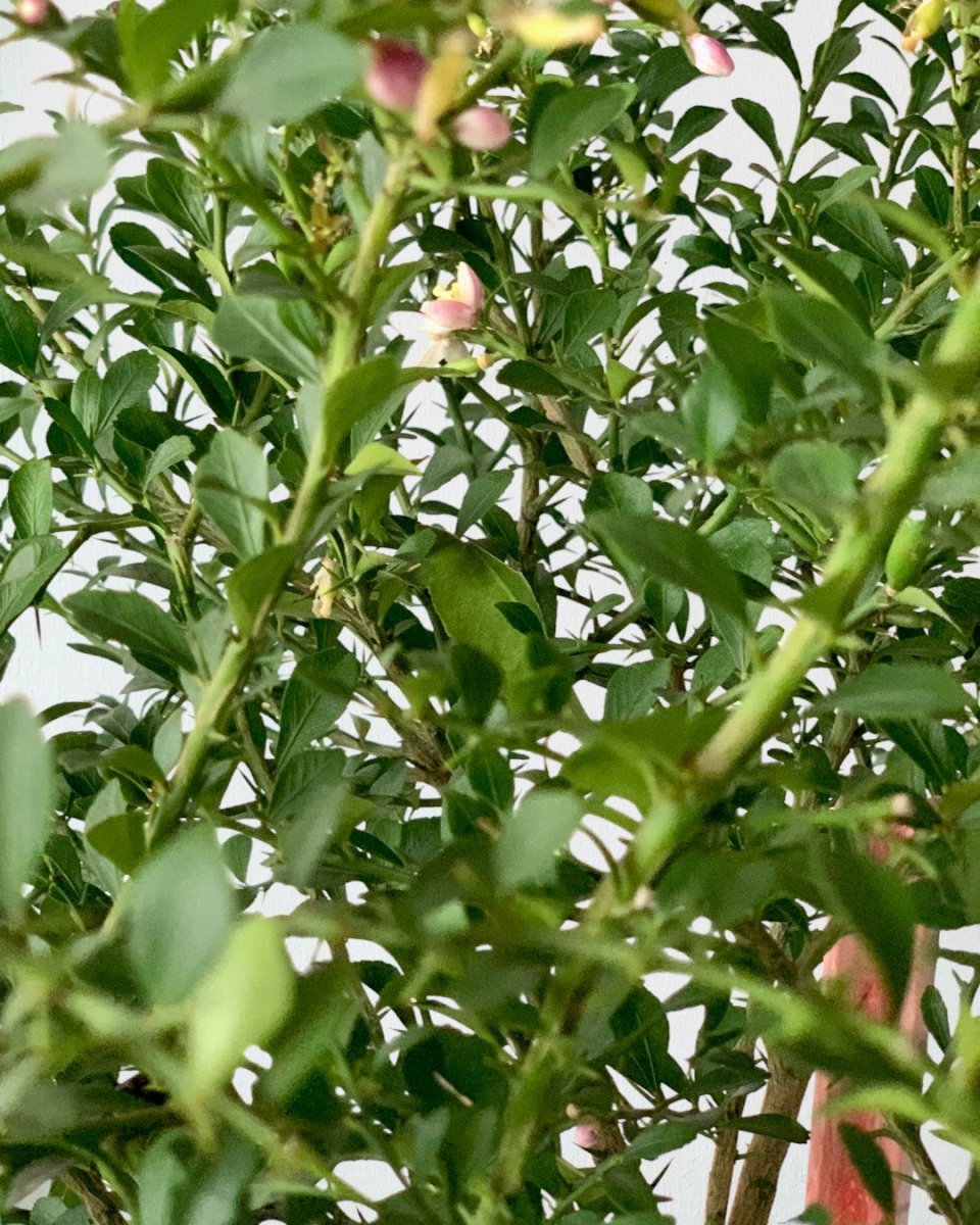 Finger Lime Tree (Australia) - grow pot - Potted plant - Tumbleweed Plants - Online Plant Delivery Singapore