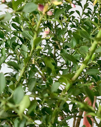 Finger Lime Tree (Australia) - grow pot - Potted plant - Tumbleweed Plants - Online Plant Delivery Singapore