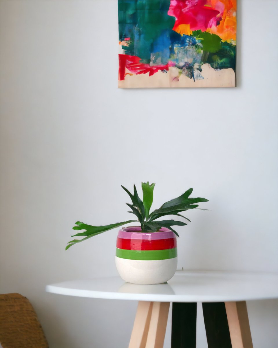 French Staghorn Fern paired with poppy planter - ariel
