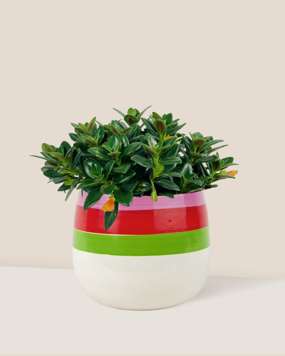 Goldfish Plant - Nematanthus - poppy planter - ariel - Potted plant - Tumbleweed Plants - Online Plant Delivery Singapore