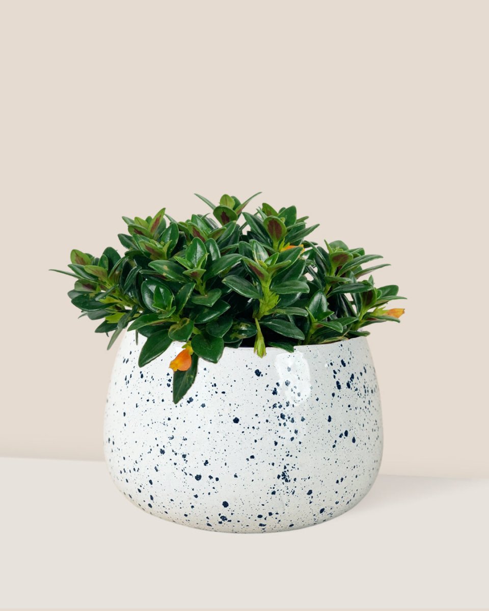 Goldfish Plant - Nematanthus - ink splash bowl planter - Potted plant - Tumbleweed Plants - Online Plant Delivery Singapore