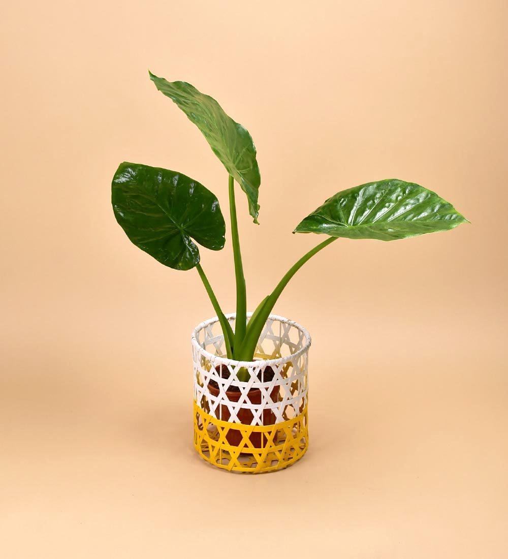 Honeycomb Basket - Basket - Tumbleweed Plants - Online Plant Delivery Singapore