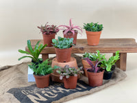 ORDER A GARDEN (Fittonia) - grow pot - Just plant - Tumbleweed Plants - Online Plant Delivery Singapore
