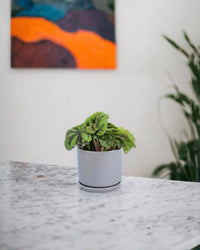 Iron Cross Begonia paired with little cylinder grey with tray planter