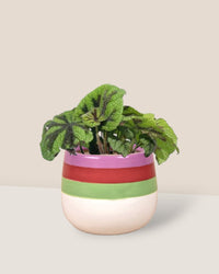 Iron Cross Begonia paired with poppy planter - ariel