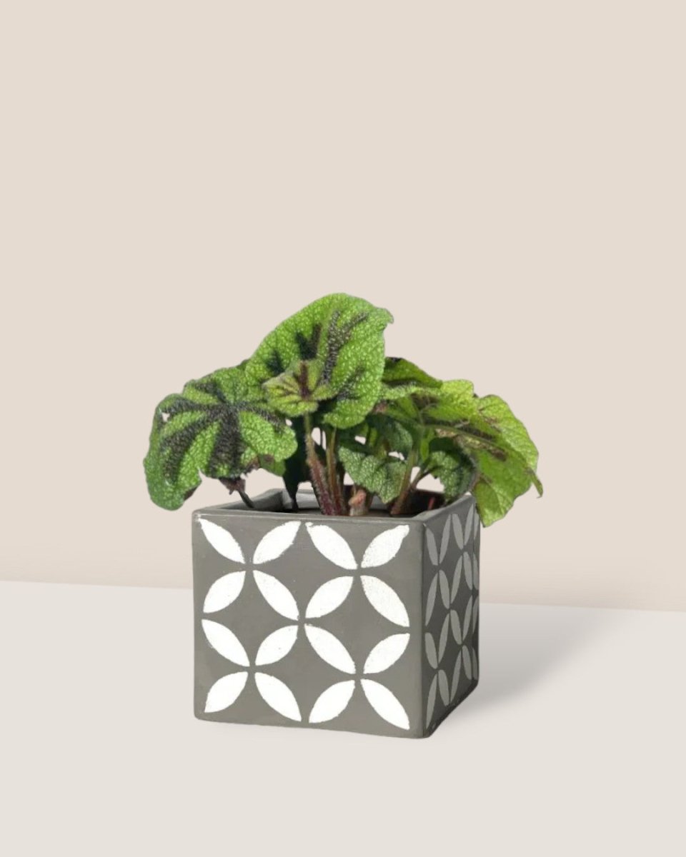 Iron Cross Begonia paired with cement cube planter