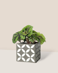 Iron Cross Begonia paired with cement cube planter