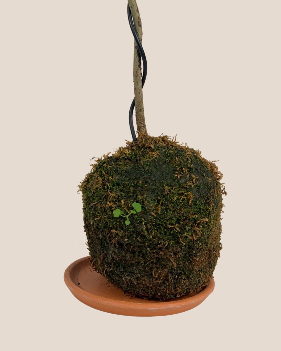 Jacaranda Bonsai - Kokedama - Gifting plant - Tumbleweed Plants - Online Plant Delivery Singapore