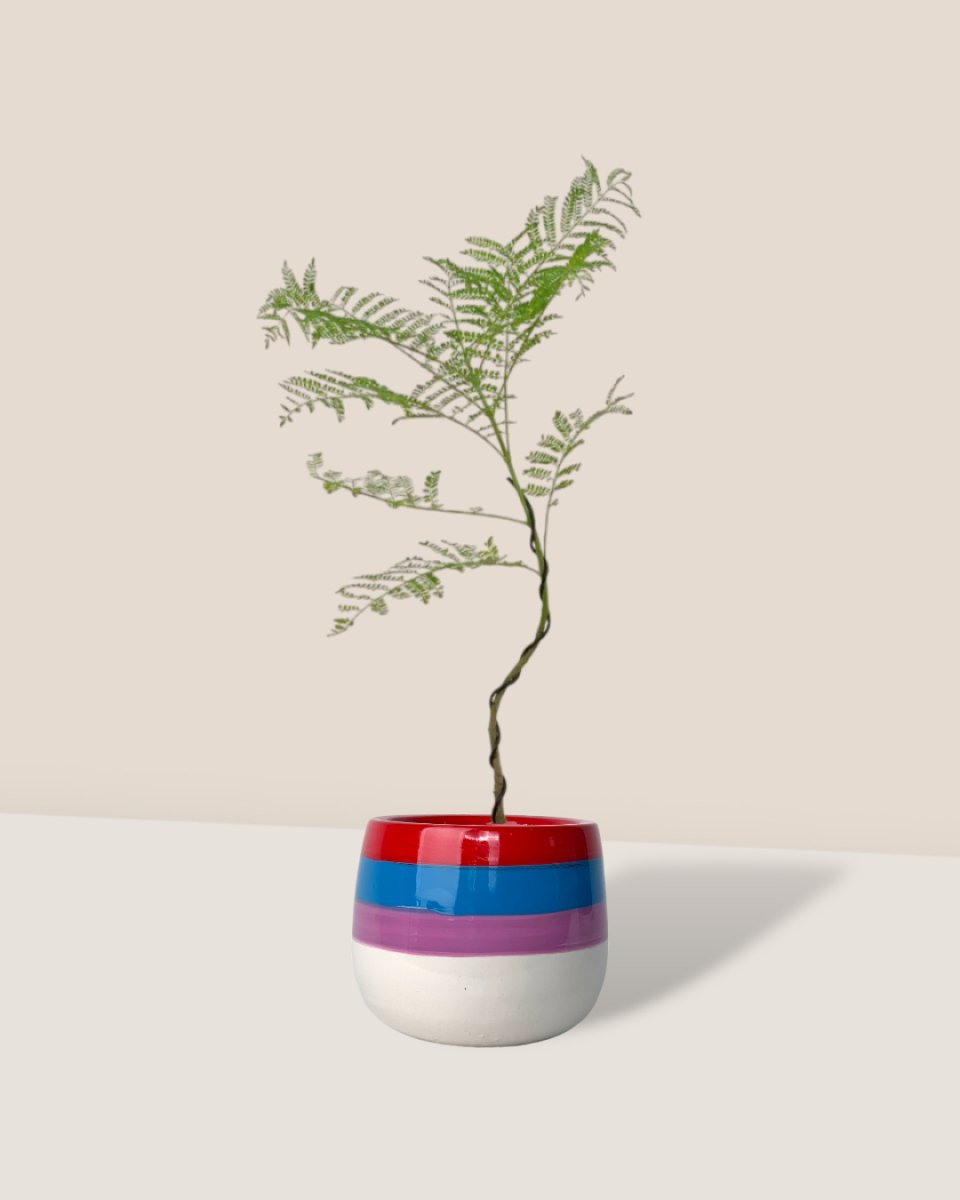 Jacaranda Mimosifolia (Japan) - poppy planter - rapunzel - Gifting plant - Tumbleweed Plants - Online Plant Delivery Singapore