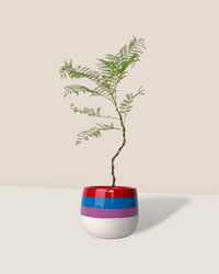 Jacaranda Mimosifolia (Japan) - poppy planter - rapunzel - Gifting plant - Tumbleweed Plants - Online Plant Delivery Singapore