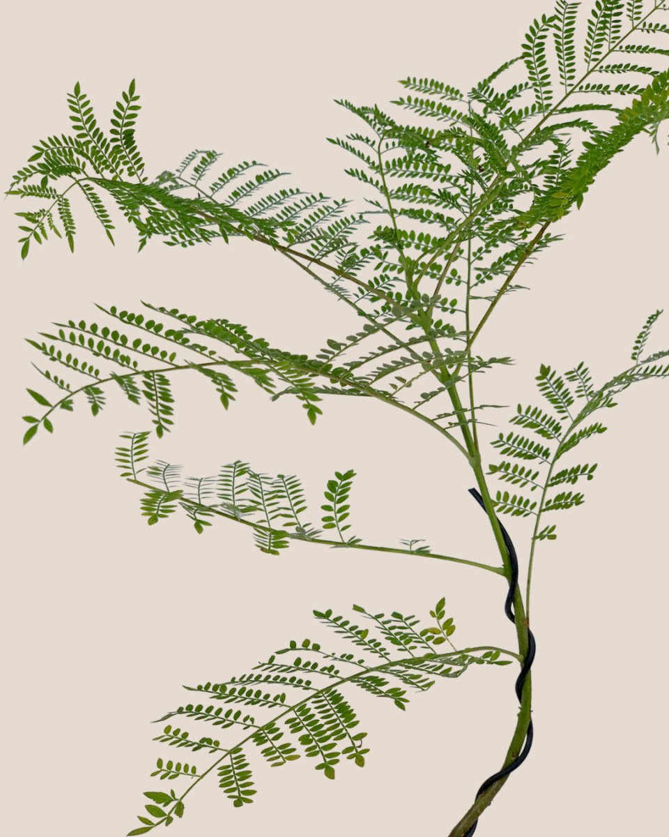 Jacaranda Mimosifolia (Japan) - grow pot - Gifting plant - Tumbleweed Plants - Online Plant Delivery Singapore