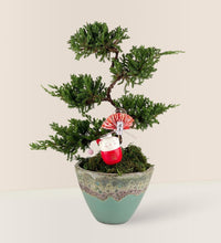 Jade Sea Cone Planter