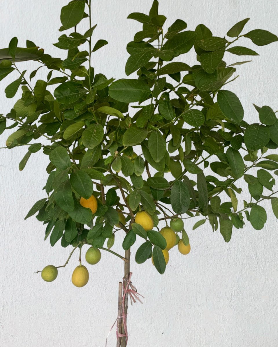 Lemon Tree (1.5-1.8 m) - grow pot - Potted plant - Tumbleweed Plants - Online Plant Delivery Singapore