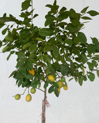 Lemon Tree (1.5-1.8 m) - grow pot - Potted plant - Tumbleweed Plants - Online Plant Delivery Singapore