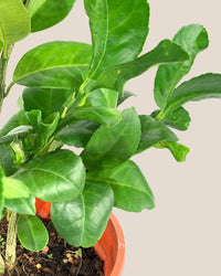 Lemon Tree (1.5-1.8 m) - grow pot - Potted plant - Tumbleweed Plants - Online Plant Delivery Singapore