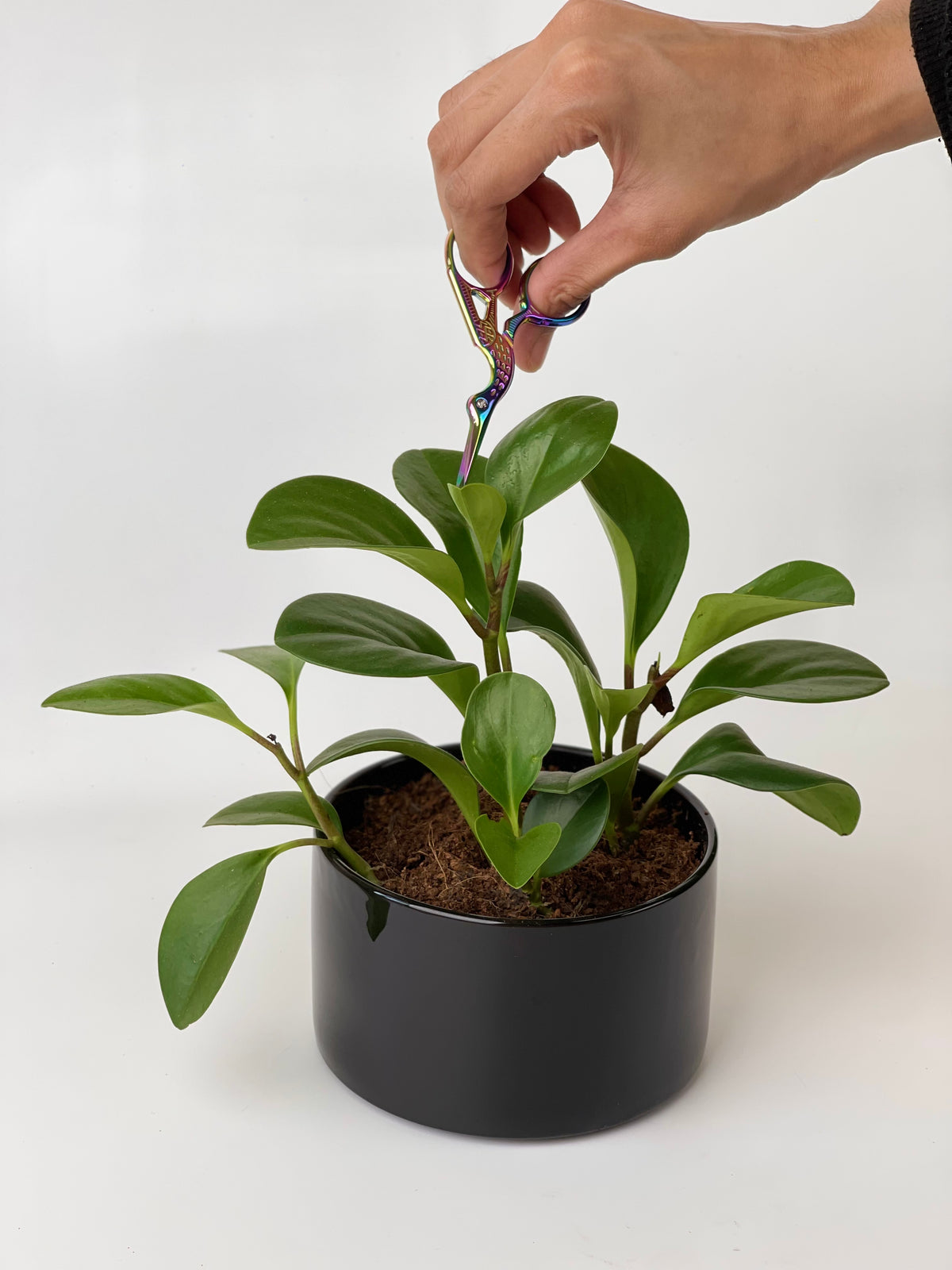 Leaf Pruners - Big - Tool - Tumbleweed Plants - Online Plant Delivery Singapore