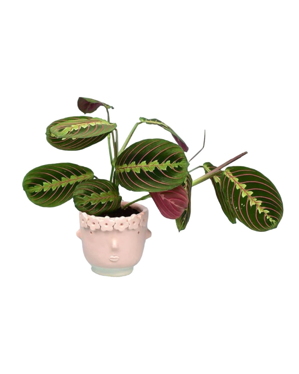 prayer plant online Maranta Prayer Plant SG