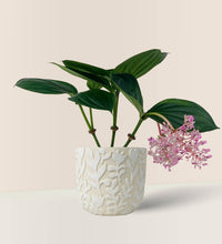 Medinilla paired with Annabelle Planter