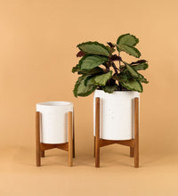 Mid Century Plant Stands - white - Stand - Tumbleweed Plants - Online Plant Delivery Singapore