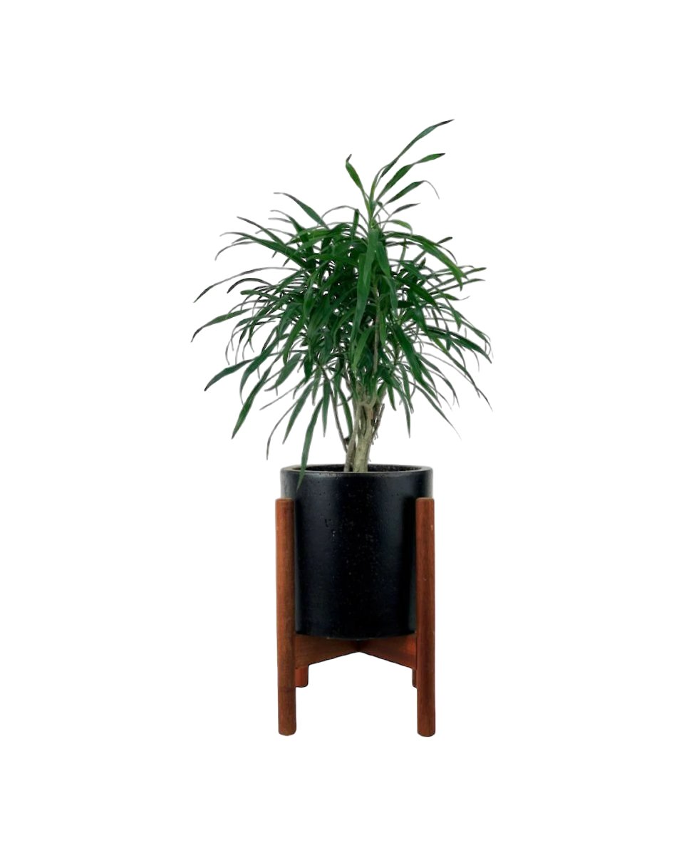 Mini Dracaena Marginata - mid century stand - small/black - Potted plant - Tumbleweed Plants - Online Plant Delivery Singapore