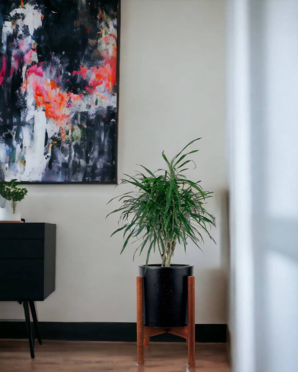 Mini Dracaena Marginata - mid century stand - small/black - Potted plant - Tumbleweed Plants - Online Plant Delivery Singapore