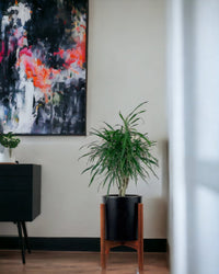 Mini Dracaena Marginata - mid century stand - small/black - Potted plant - Tumbleweed Plants - Online Plant Delivery Singapore