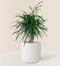 Mini Dracaena Marginata - scales planter - Potted plant - Tumbleweed Plants - Online Plant Delivery Singapore