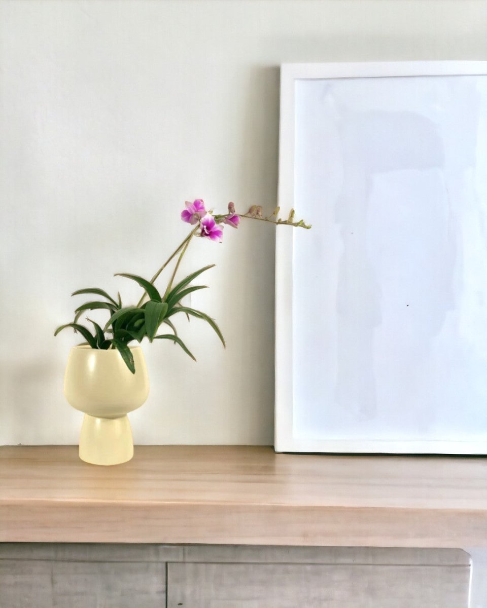 Mini Orchid - ceramic sand pot - Potted plant - Tumbleweed Plants - Online Plant Delivery Singapore