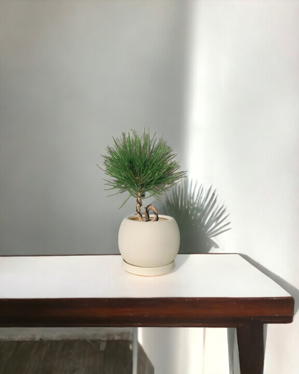 Miniature Japanese Black Pine/Pinus Thunbergii - ceramic sand pot - Potted plant - Tumbleweed Plants - Online Plant Delivery Singapore