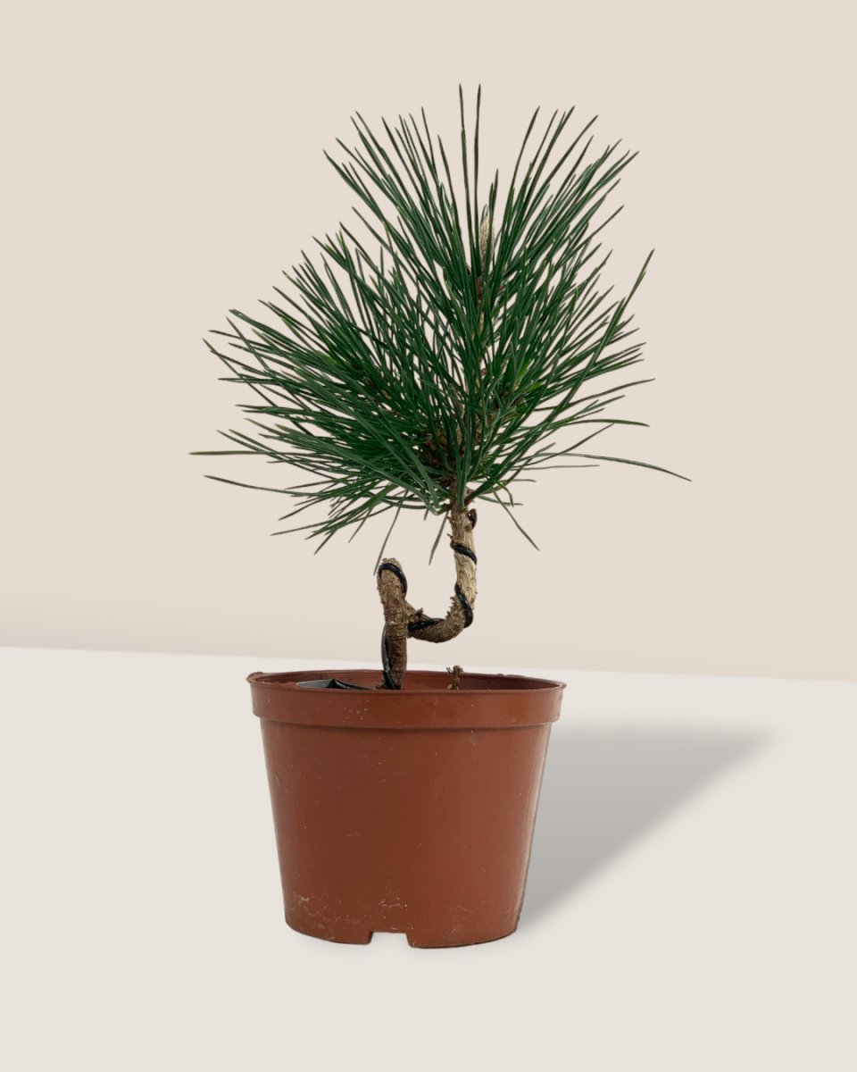 Miniature Japanese Black Pine/Pinus Thunbergii - grow pot - Potted plant - Tumbleweed Plants - Online Plant Delivery Singapore
