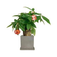 Money Tree Fat Boy