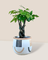 Fat Luck Money Tree - large alive planter (white) - Gifting plant - Tumbleweed Plants - Online Plant Delivery Singapore