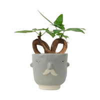 Money Tree Infinity