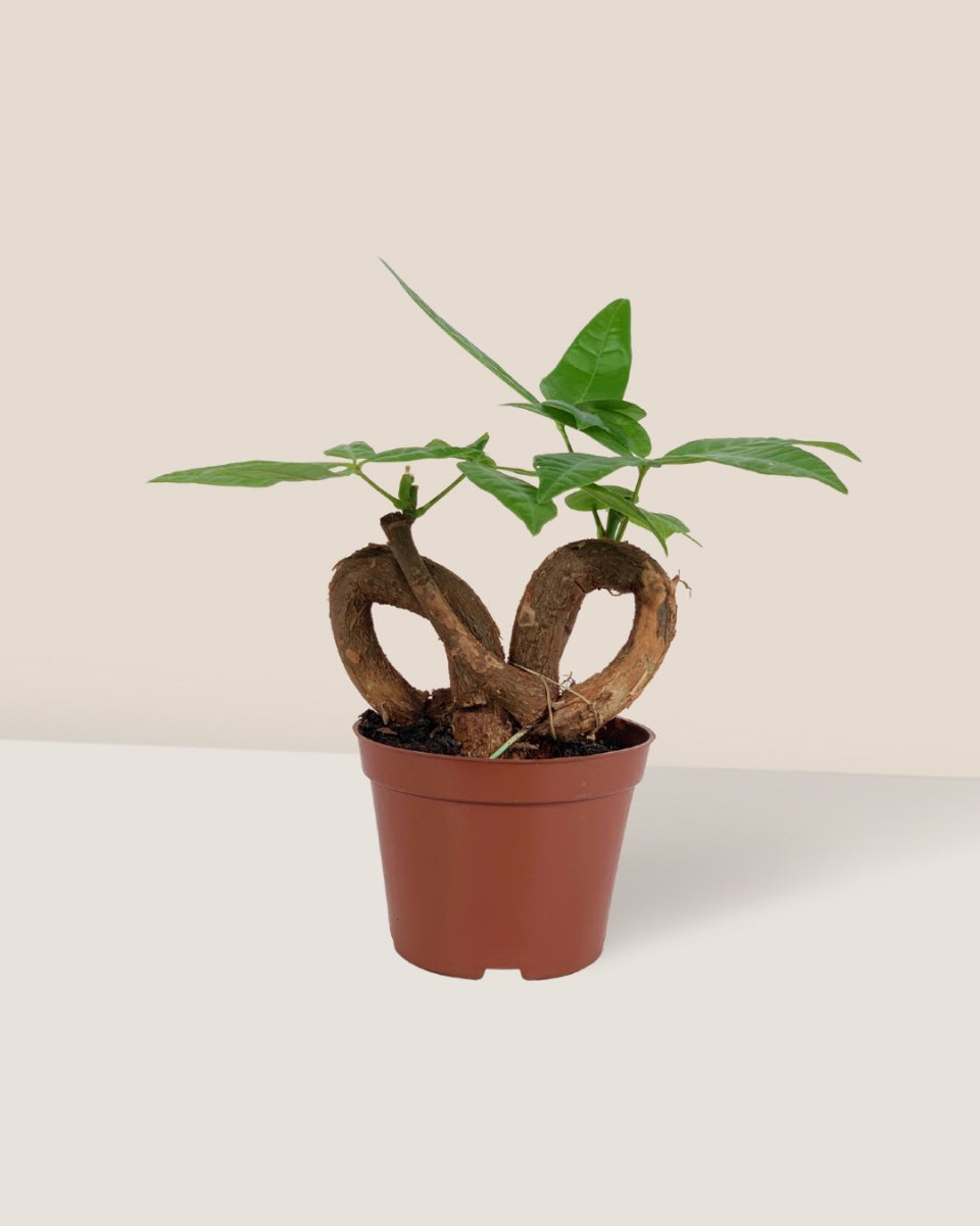 Infinity Huat Money Tree - grow pot - Gifting plant - Tumbleweed Plants - Online Plant Delivery Singapore