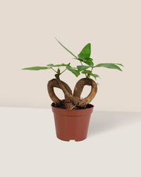Infinity Huat Money Tree - grow pot - Gifting plant - Tumbleweed Plants - Online Plant Delivery Singapore