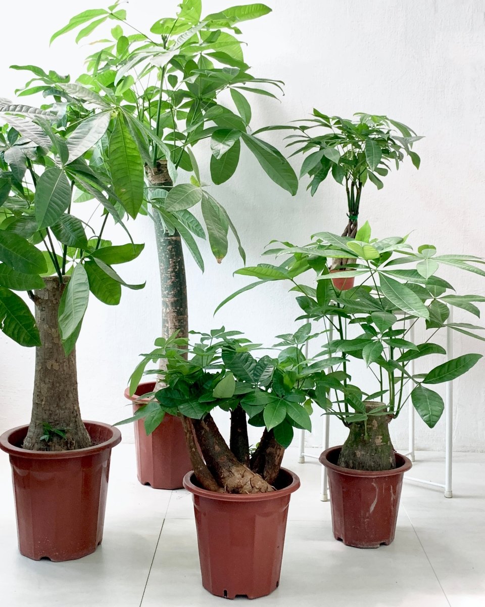 Money Tree - Single Trunk - grow pot - Potted plant - Tumbleweed Plants - Online Plant Delivery Singapore