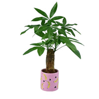 Money Tree