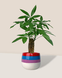 Money Tree paired with poppy planter - rapunzel