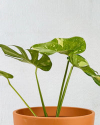 Monstera Thai Constellation - repotted into terracotta pot - Potted plant - Tumbleweed Plants - Online Plant Delivery Singapore