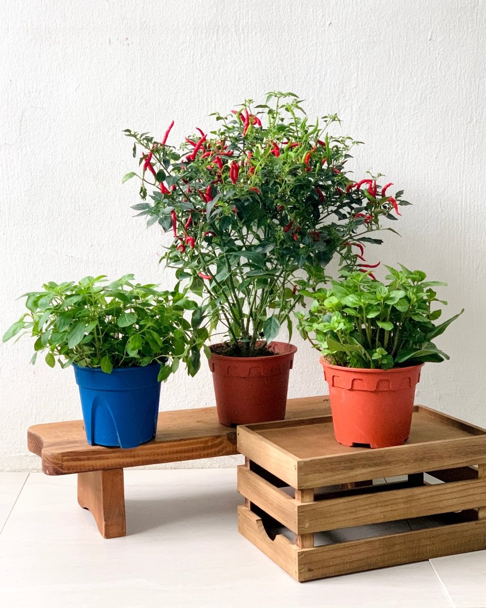order plant pots ORDER A GARDEN (Herbs)