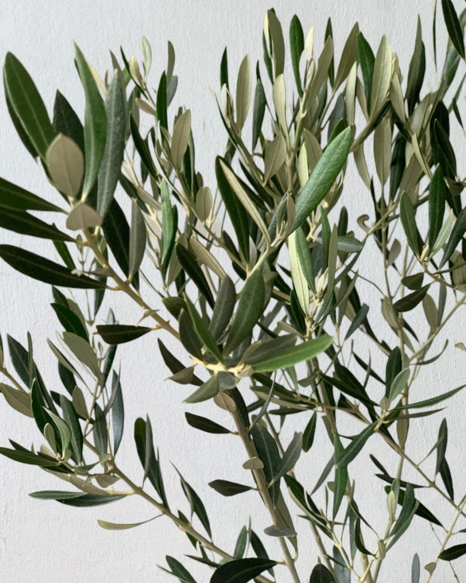 Olive Tree - Japan (1.1-1.3m) - roman planters - forest green - Potted plant - Tumbleweed Plants - Online Plant Delivery Singapore