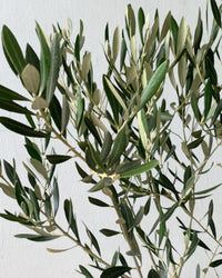 Olive Tree - Japan (1.1-1.3m) - roman planters - forest green - Potted plant - Tumbleweed Plants - Online Plant Delivery Singapore
