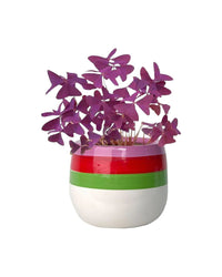 Oxalis Triangularis Purple Shamrocks paired with poppy planter - ariel
