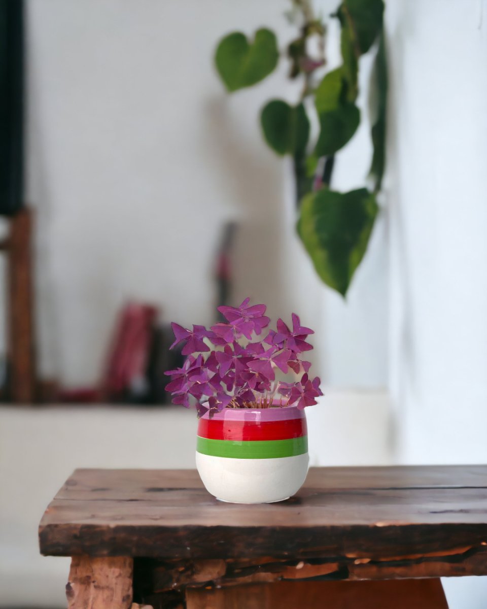 Oxalis Triangularis Purple Shamrocks paired with poppy planter - ariel