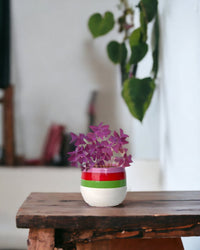 Oxalis Triangularis Purple Shamrocks paired with poppy planter - ariel