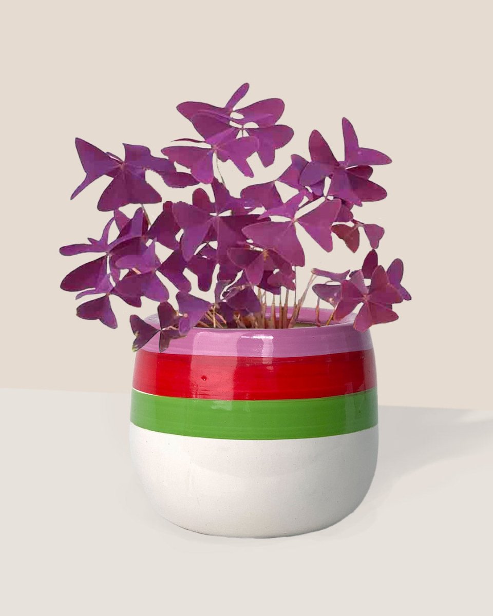 Oxalis Triangularis Purple Shamrocks paired with poppy planter - ariel