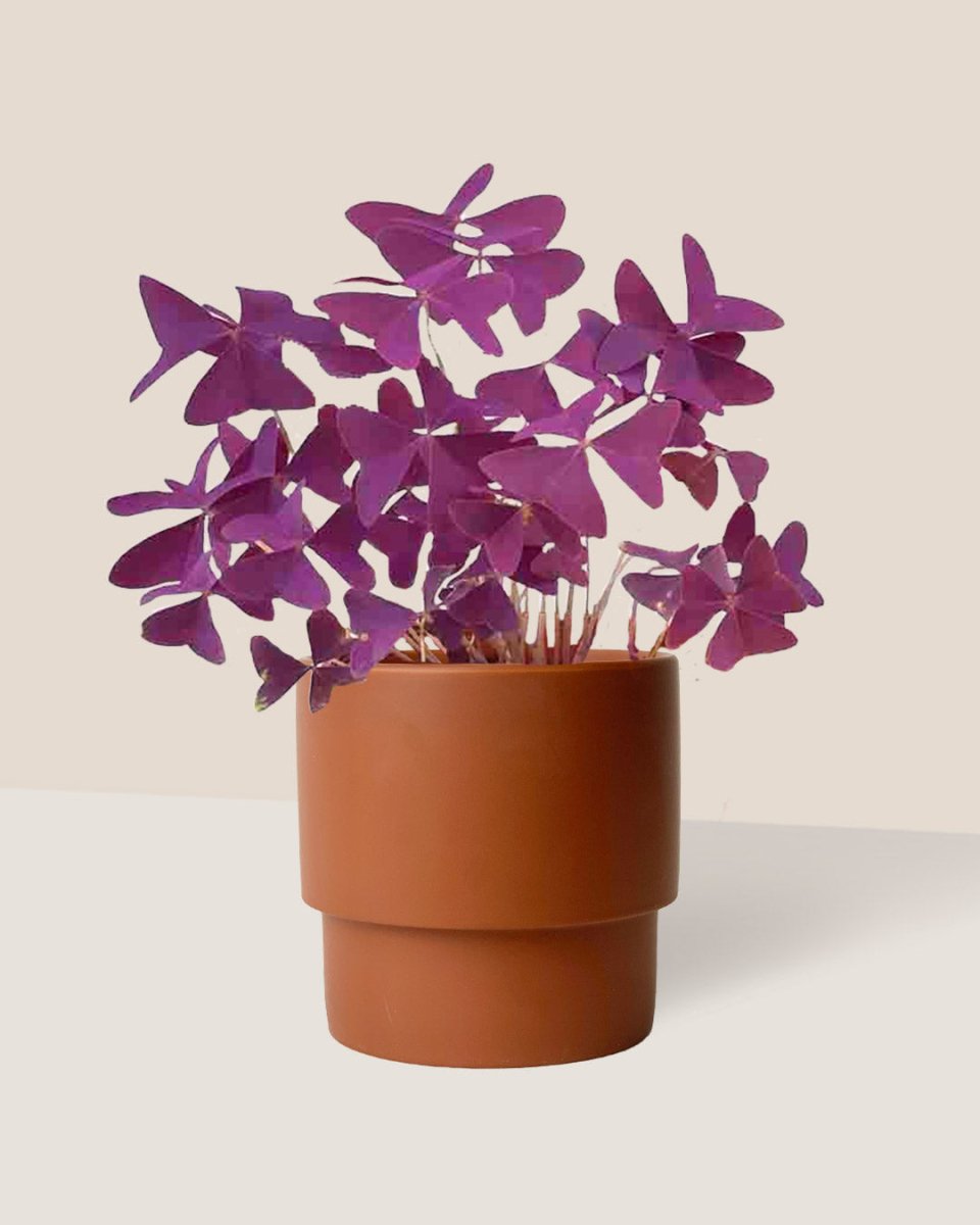 Oxalis Triangularis Purple Shamrocks paired with plinth pot - chestnut/large