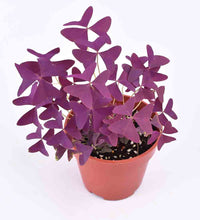 Oxalis Triangularis Purple Shamrocks