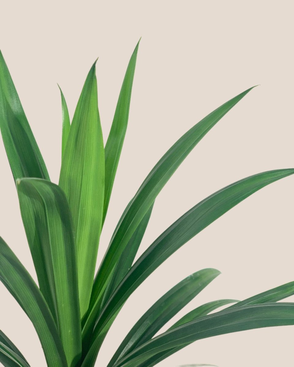 Pandan Plant - grow pot - Potted plant - Tumbleweed Plants - Online Plant Delivery Singapore
