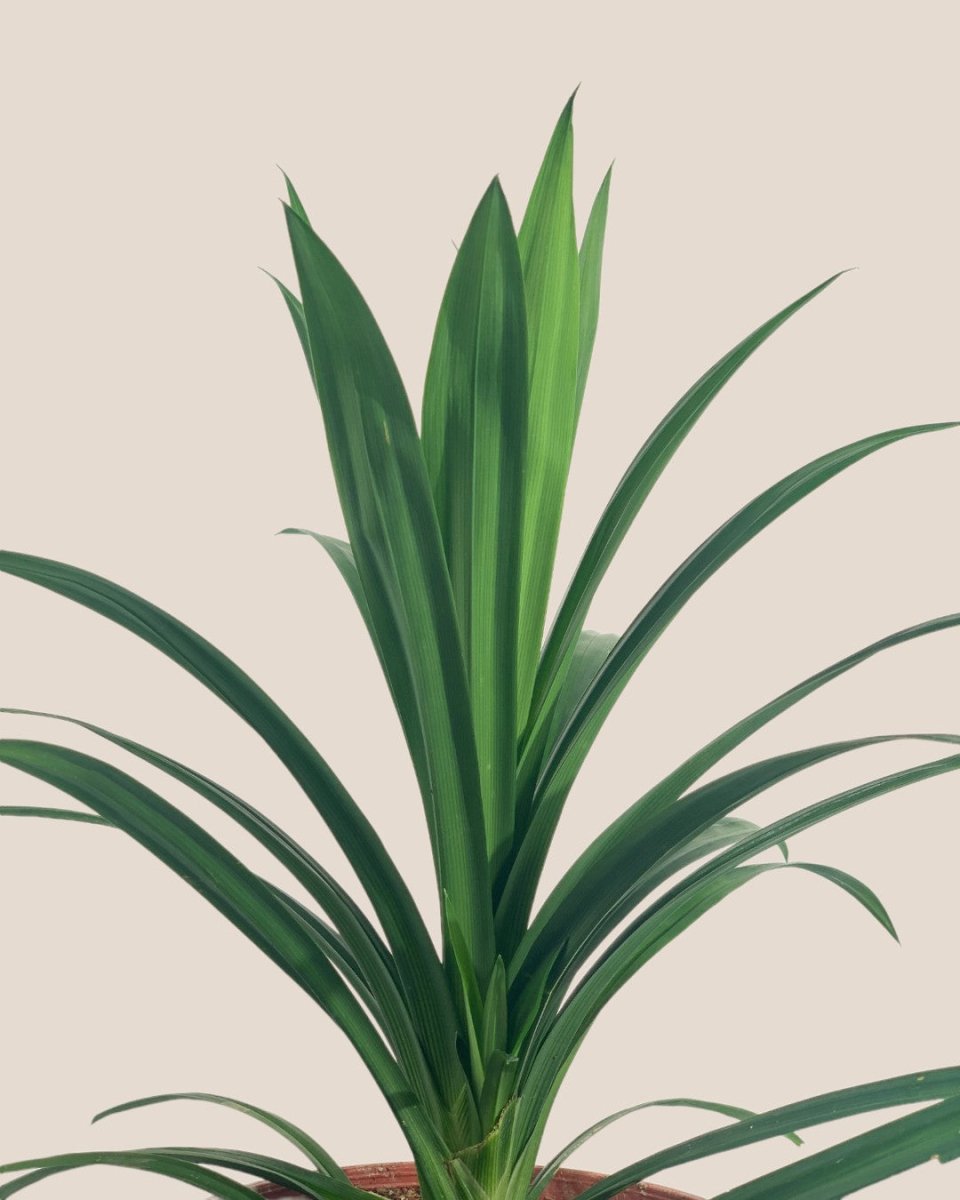 Pandan Plant - grow pot - Potted plant - Tumbleweed Plants - Online Plant Delivery Singapore